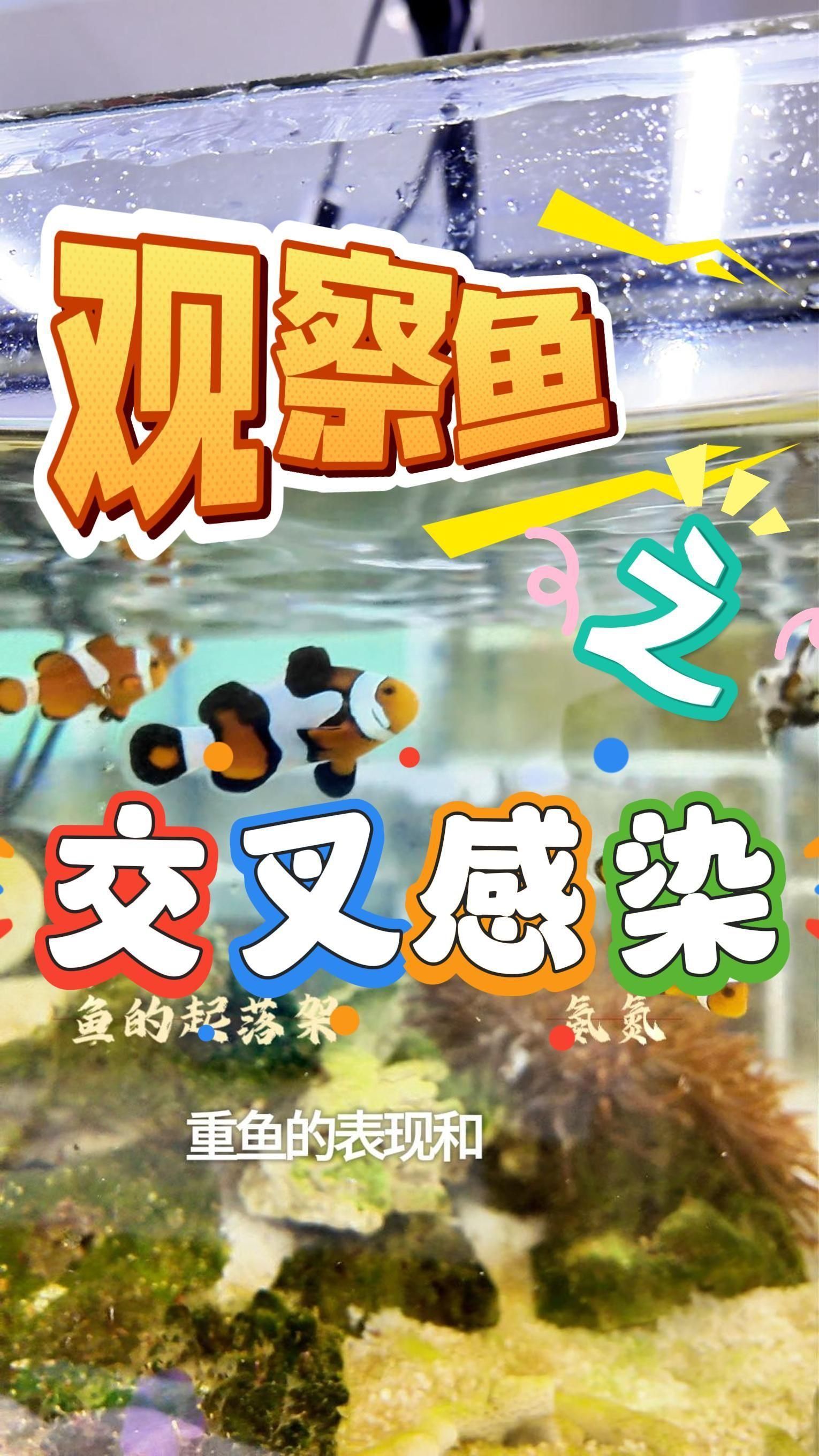 魚交叉感染癥狀有哪些，交叉感染是指一種魚類的病原體侵入另一種魚類