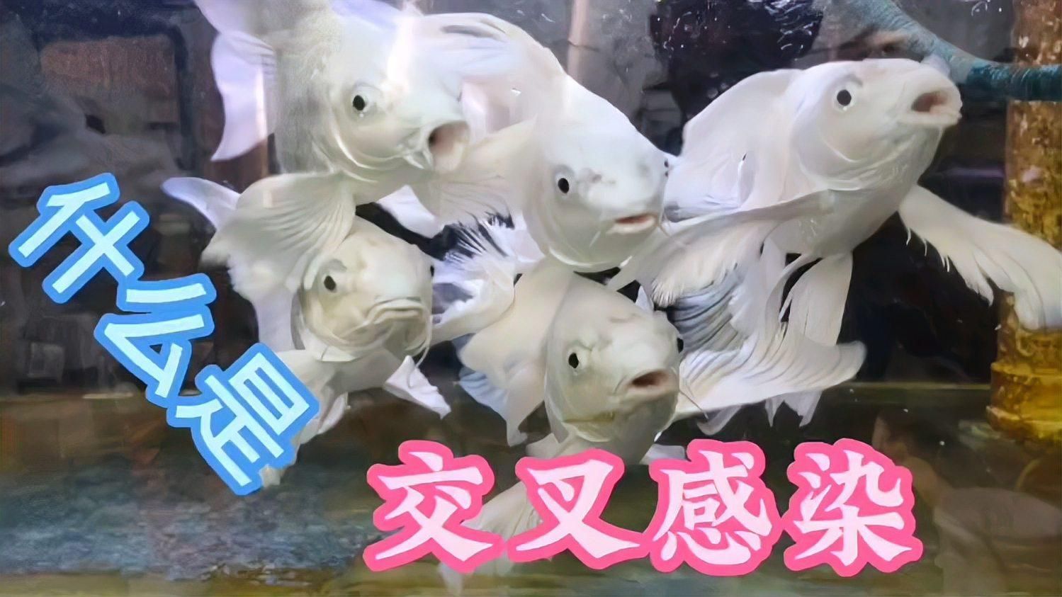 魚交叉感染癥狀有哪些，交叉感染是指一種魚類的病原體侵入另一種魚類
