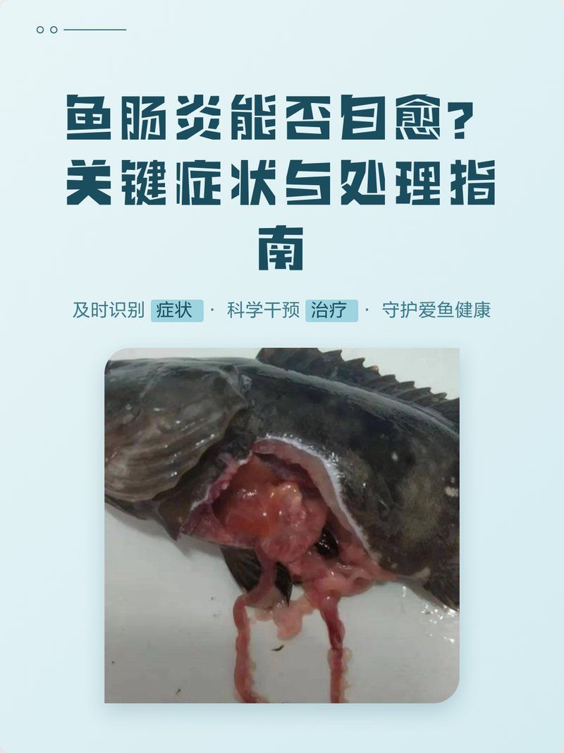 魚得了腸炎會自愈嗎，得了腸炎后，是否能自愈取決于多種因素