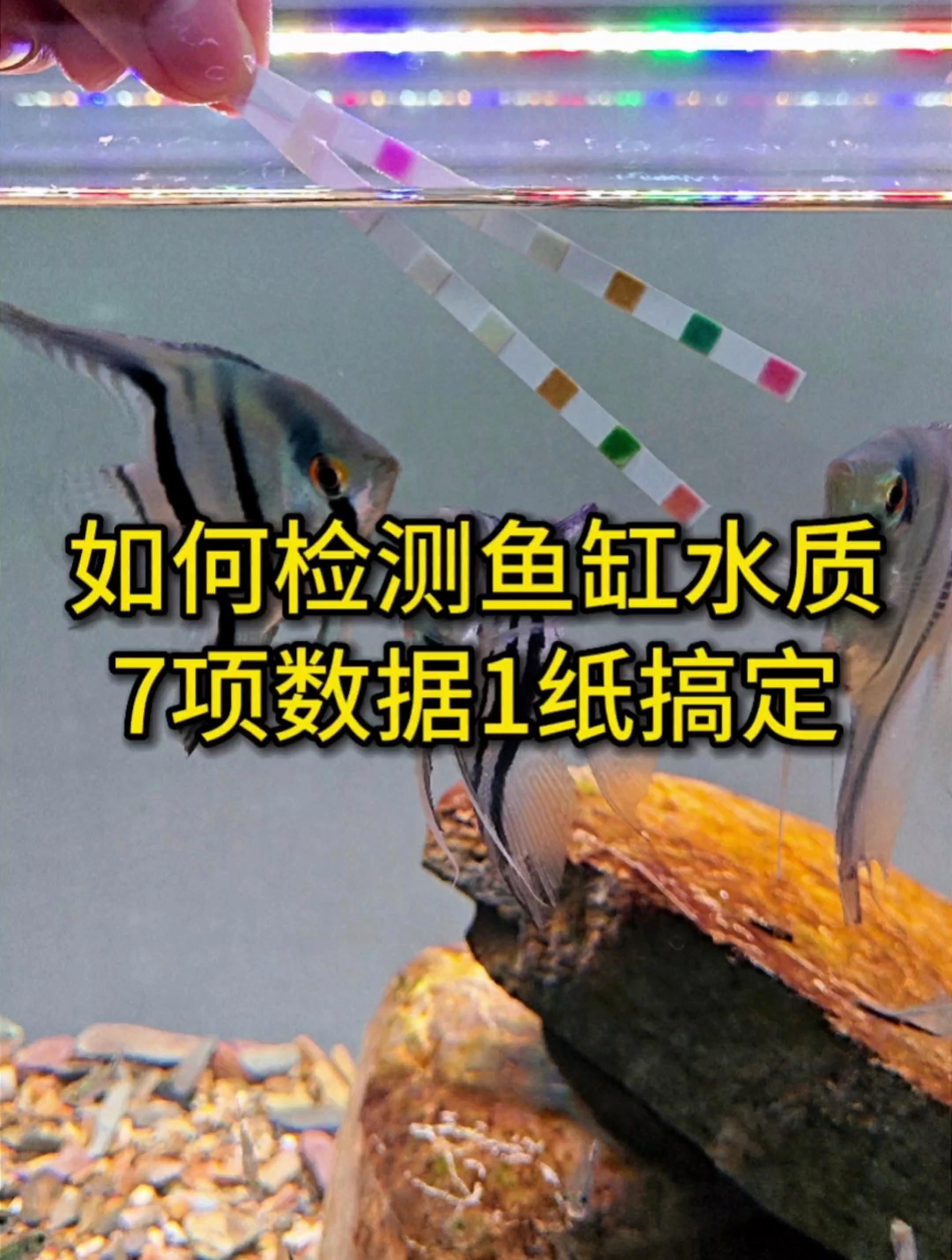 魚趴缸底了最簡(jiǎn)單處理，魚趴缸底處理方法