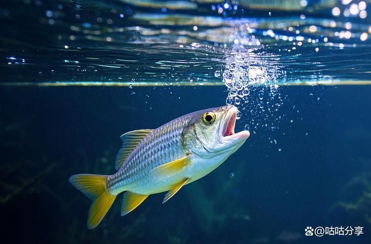 魚趴缸底了最簡(jiǎn)單處理，魚趴缸底處理方法