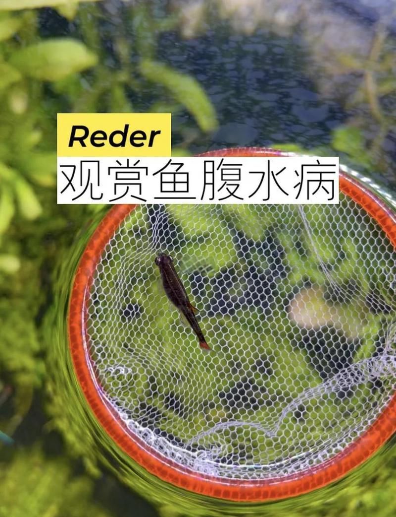 魚腹水能活多久，魚腹水應急處理清單