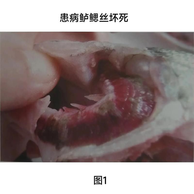 如何判斷龍魚肉疙瘩是否感染？，如何判斷龍魚病變類型