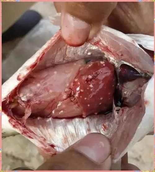 如何判斷龍魚肉疙瘩是否感染？，如何判斷龍魚病變類型