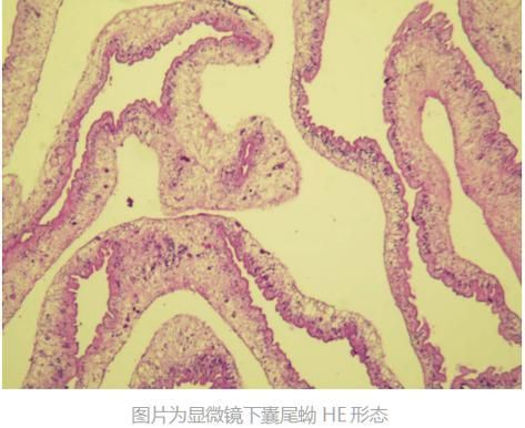 如何判斷龍魚肉疙瘩是否感染？，如何判斷龍魚病變類型