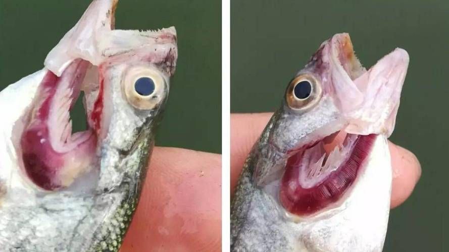 龍魚爛鰓圖片，如何預防龍魚爛鰓
