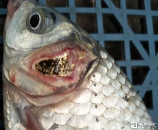 龍魚爛鰓圖片，如何預防龍魚爛鰓