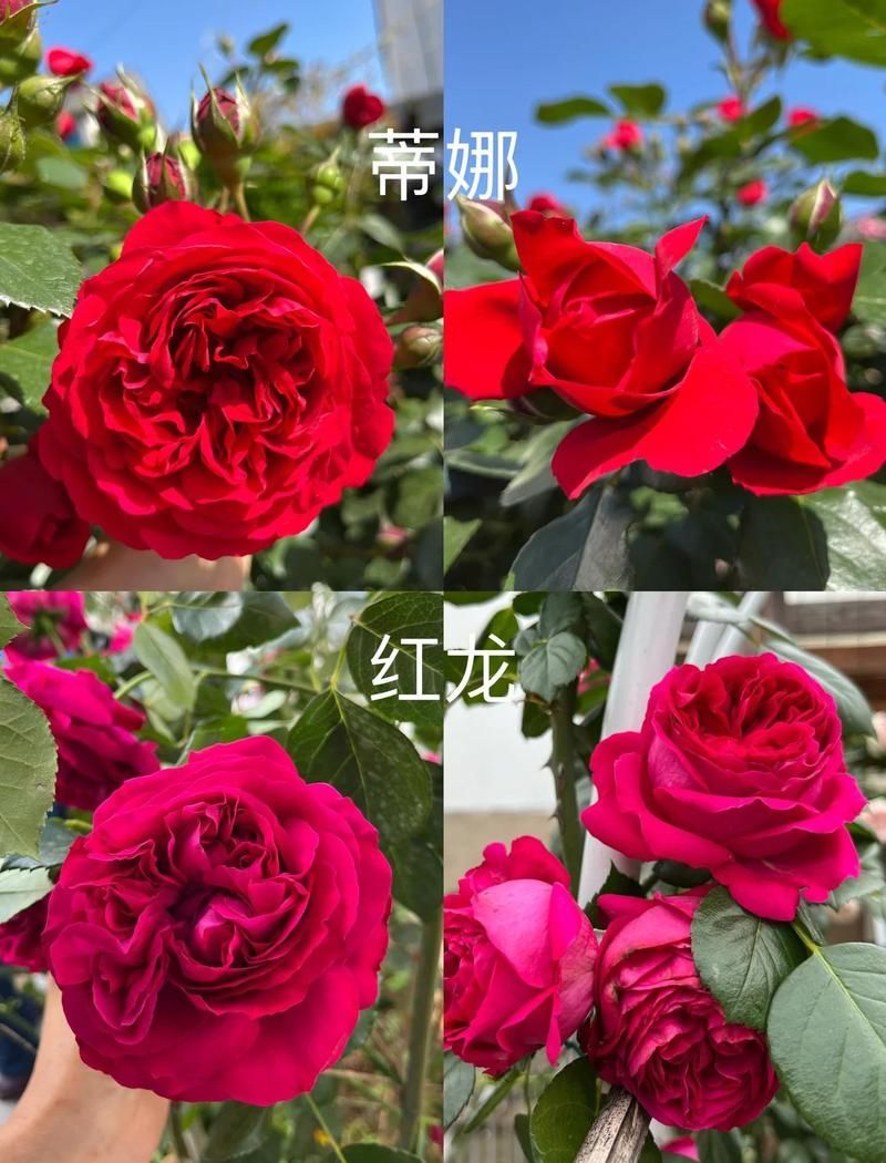 有哪些品種的紅龍耐雨性較好，紅龍在哪些地區表現最好，