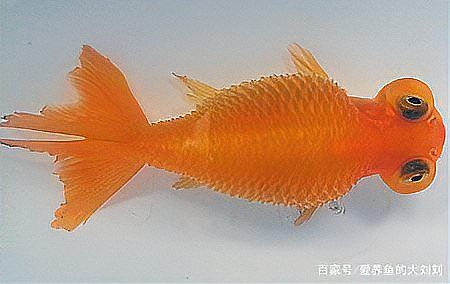 如何判斷龍魚立鱗病是否痊愈，關(guān)于龍魚立鱗病痊愈的判斷