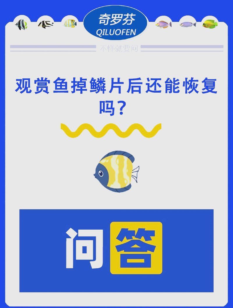 龍魚掉鱗后應該如何治療，龍魚掉鱗后多久能重新長出來，龍魚掉鱗后多久能長出來