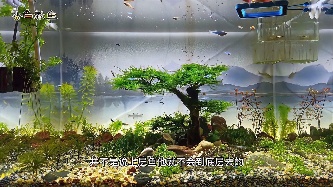 如何判斷魚缸是否缺氧？，如何判斷魚缸是否缺氧