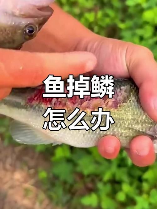 如何判斷魚受傷的程度，如何判斷魚的受傷程度 如何判斷魚受傷的程度，如何判斷魚的受傷程度 龍魚百科 第1張