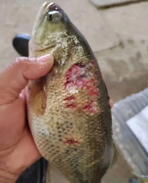 如何判斷魚受傷的程度，如何判斷魚的受傷程度 如何判斷魚受傷的程度，如何判斷魚的受傷程度 龍魚百科 第6張