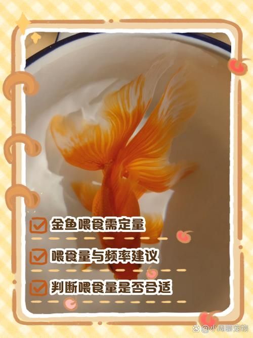 如何預防金魚大肚子炸鱗的發生，關于金魚“大肚子炸鱗”的一些建議 如何預防金魚大肚子炸鱗的發生，關于金魚“大肚子炸鱗”的一些建議 龍魚百科 第8張