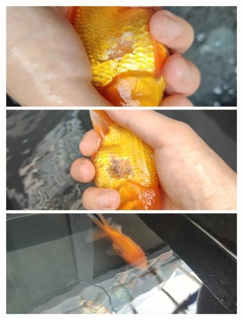 如何預防金魚大肚子炸鱗的發生，關于金魚“大肚子炸鱗”的一些建議 如何預防金魚大肚子炸鱗的發生，關于金魚“大肚子炸鱗”的一些建議 龍魚百科 第4張