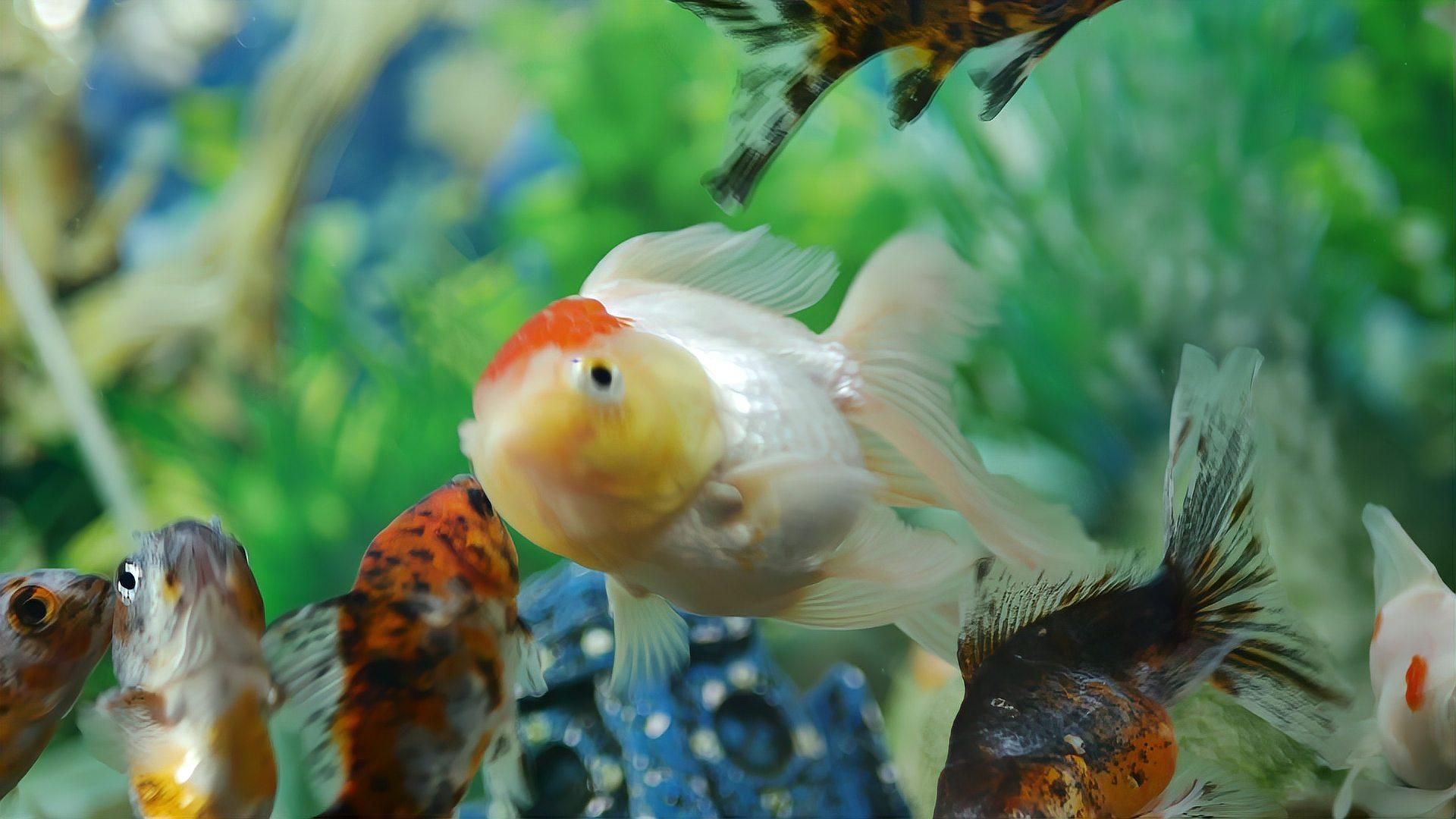 如何預(yù)防魚身上長紅點，魚身上長紅點可能是由多種原因引起的