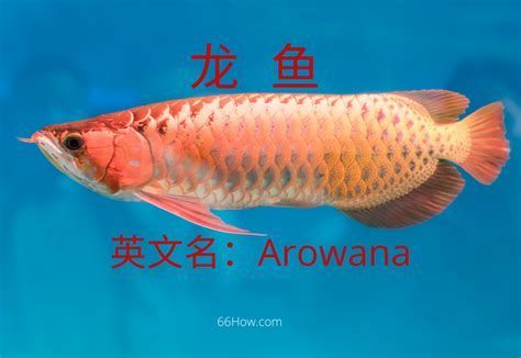 虎魚天天黑來點赤瞳黃金 如何在手機上下載龍魚魚友群app?,手機端龍魚魚友群app下載與使用詳細指南 龍魚百科 如何在手機上下載龍魚魚友群app?,手機端龍魚魚友群app下載與使用詳細指南 如何在手機上下載龍魚魚友群app?,手機端龍魚魚友群app下載與使用詳細指南 龍魚百科