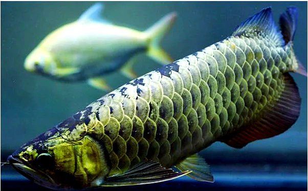 過背金龍魚疾病預(yù)防，過背金龍魚疾病預(yù)防攻略