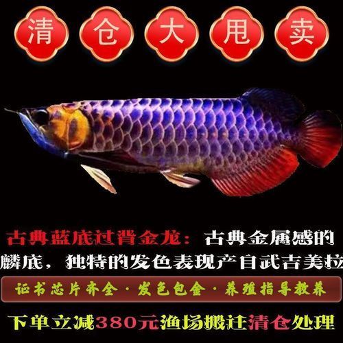 藍底過背金龍魚的市場價格是多少？，如何辨別藍底過背金龍魚的市場趨勢