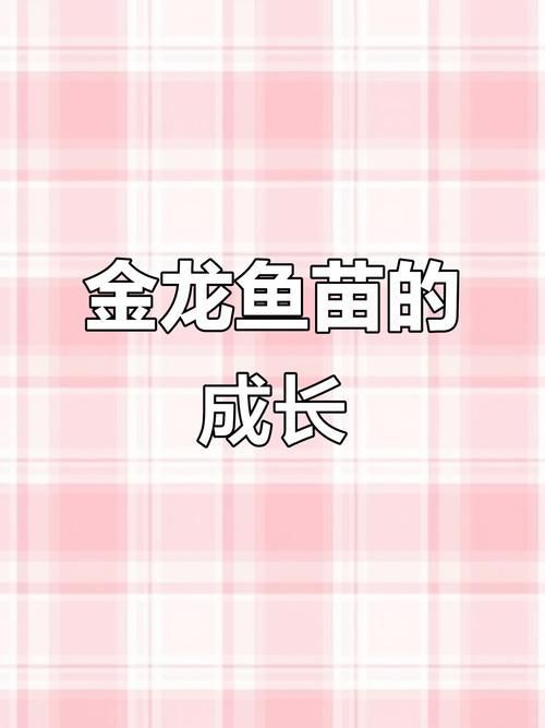 1—2cm金龍魚苗圖片，金龍魚的飼養方法