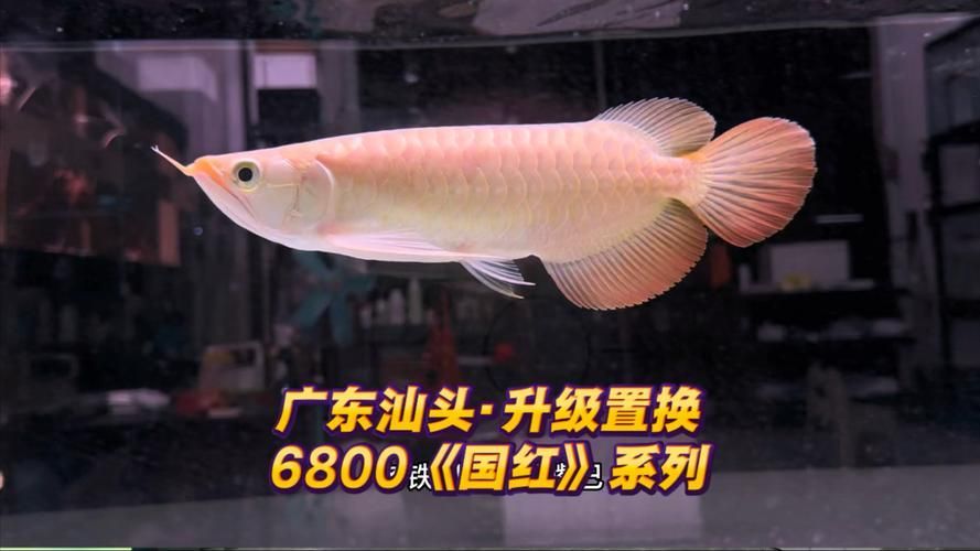給我推薦幾款阿捷嚴選的龍魚，阿捷嚴選《國紅》6800系列龍魚系列（24–28公分）