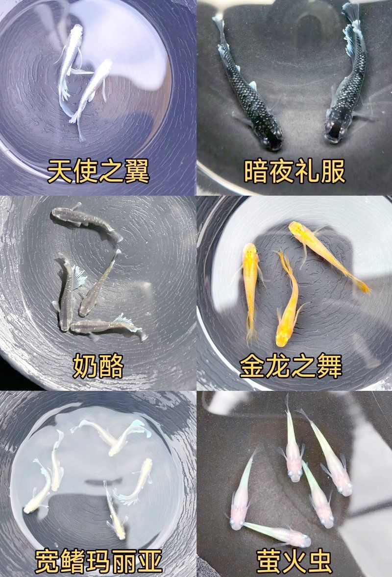 有哪些方法可以降低魚缸的光照強度？，如何降低魚缸光照強度