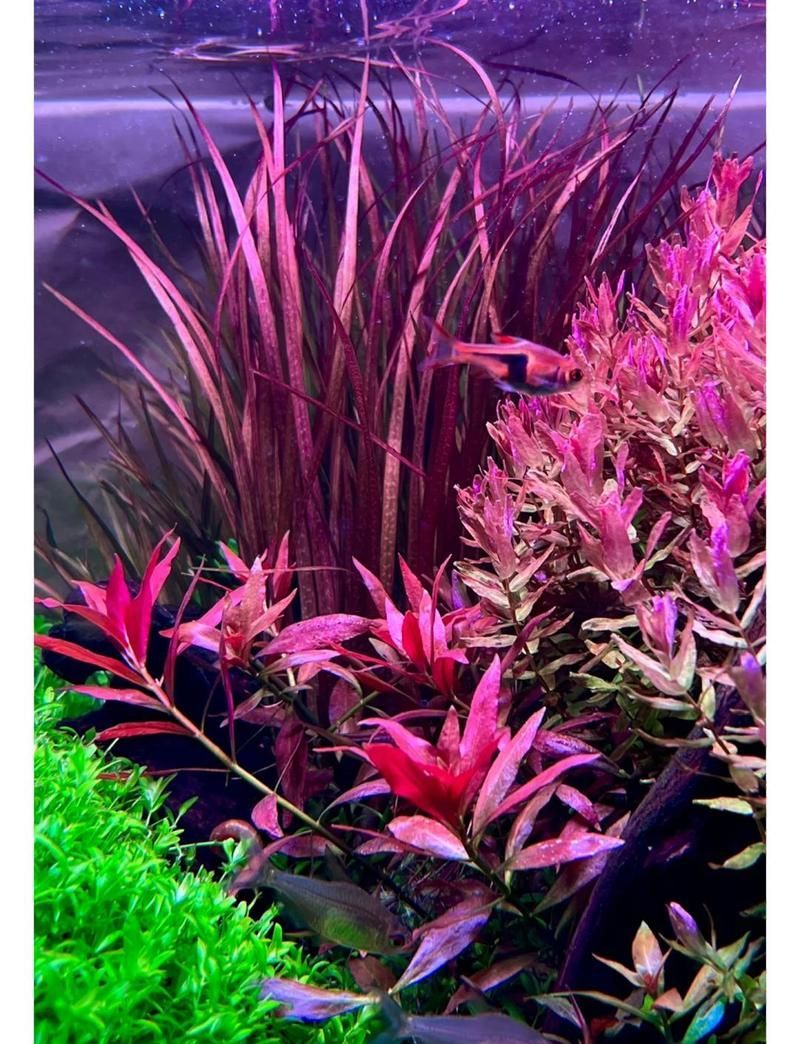 有哪些方法可以降低魚缸的光照強度？，如何降低魚缸光照強度