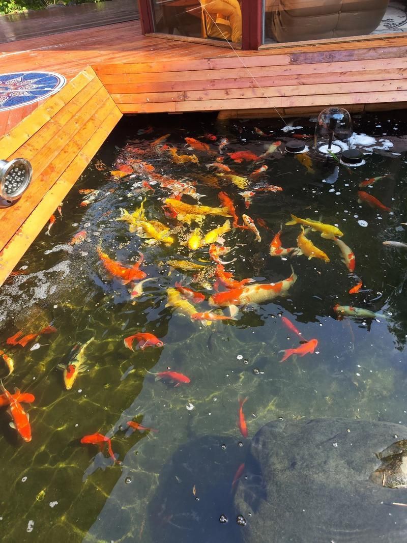 祥龍魚場的人工繁殖技術如何?,祥龍魚場人工繁殖技術 龍魚百科 第4張 祥龍魚場的人工繁殖技術如何?,祥龍魚場人工繁殖技術 祥龍魚場的人工繁殖技術如何?,祥龍魚場人工繁殖技術 龍魚百科 第4張