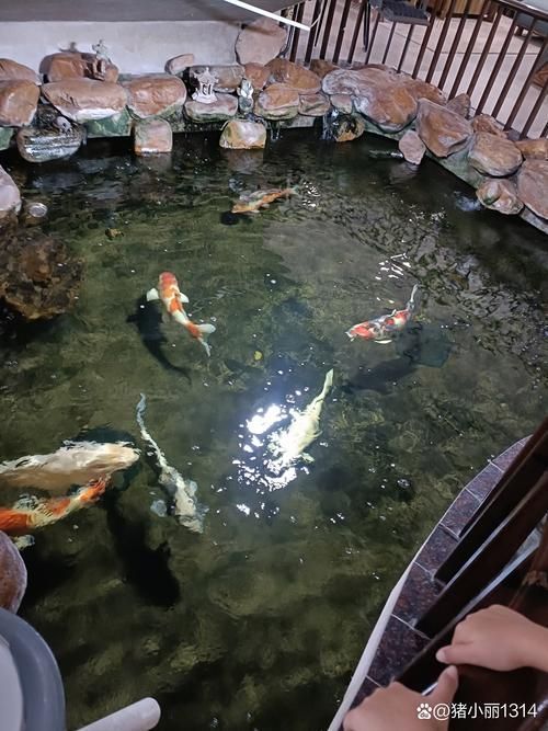 祥龍魚場的人工繁殖技術如何?,祥龍魚場人工繁殖技術 龍魚百科 第1張 祥龍魚場的人工繁殖技術如何?,祥龍魚場人工繁殖技術 祥龍魚場的人工繁殖技術如何?,祥龍魚場人工繁殖技術 龍魚百科 第1張