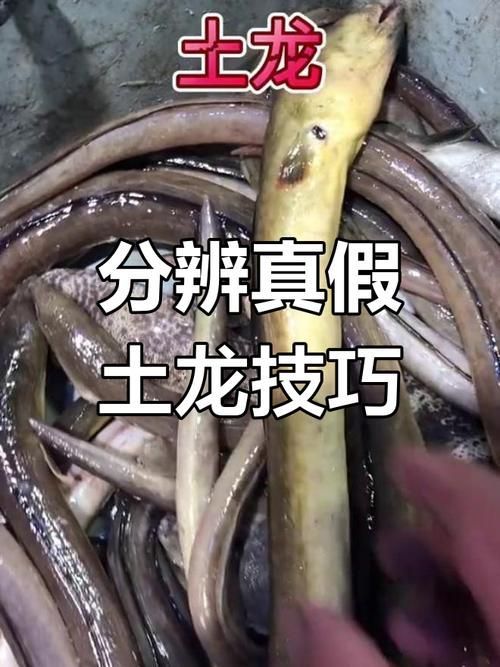 給我一些辨別真假閩南土龍魚的圖片，如何辨別真假南土龍魚？