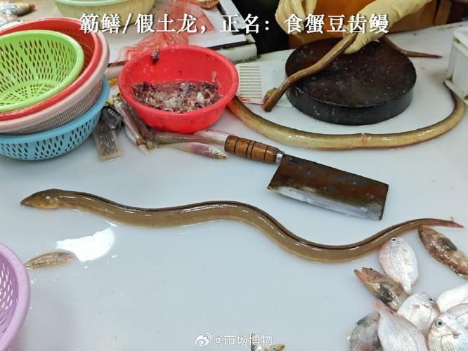 給我一些辨別真假閩南土龍魚的圖片，如何辨別真假南土龍魚？