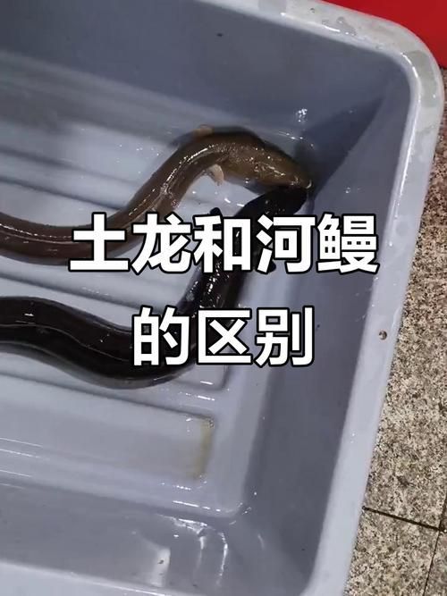 給我一些辨別真假閩南土龍魚的圖片，如何辨別真假南土龍魚？