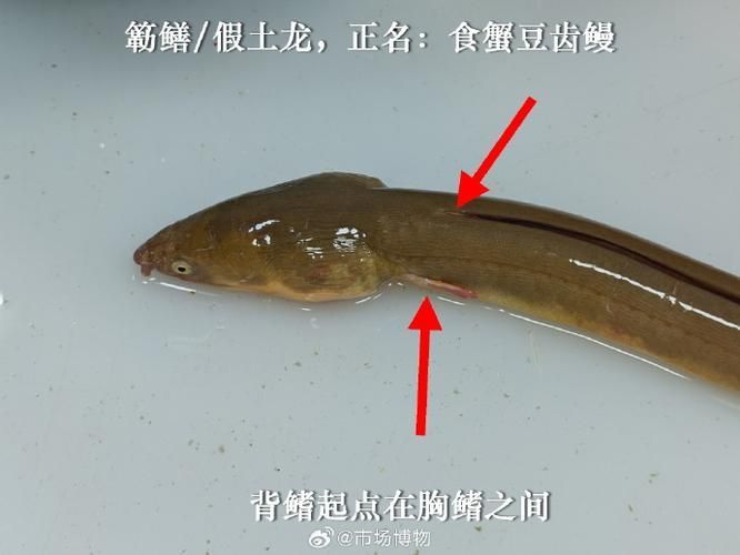 給我一些辨別真假閩南土龍魚的圖片，如何辨別真假南土龍魚？