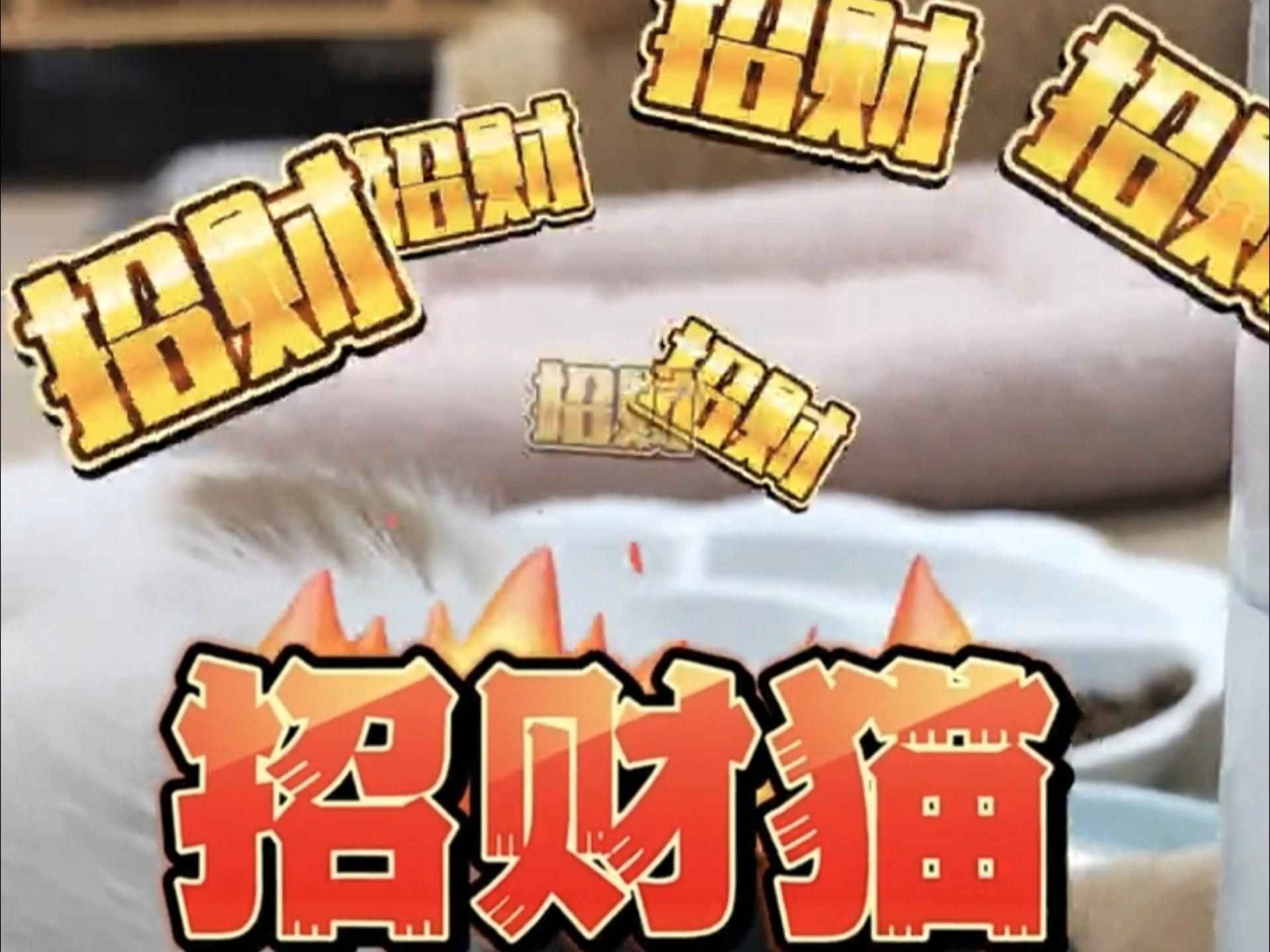 三貓旺有哪些具體表現(xiàn)，三花貓旺，民間常說的“三花貓旺家”