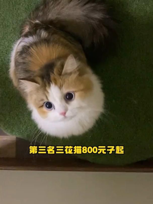 三貓旺有哪些具體表現(xiàn)，三花貓旺，民間常說的“三花貓旺家”