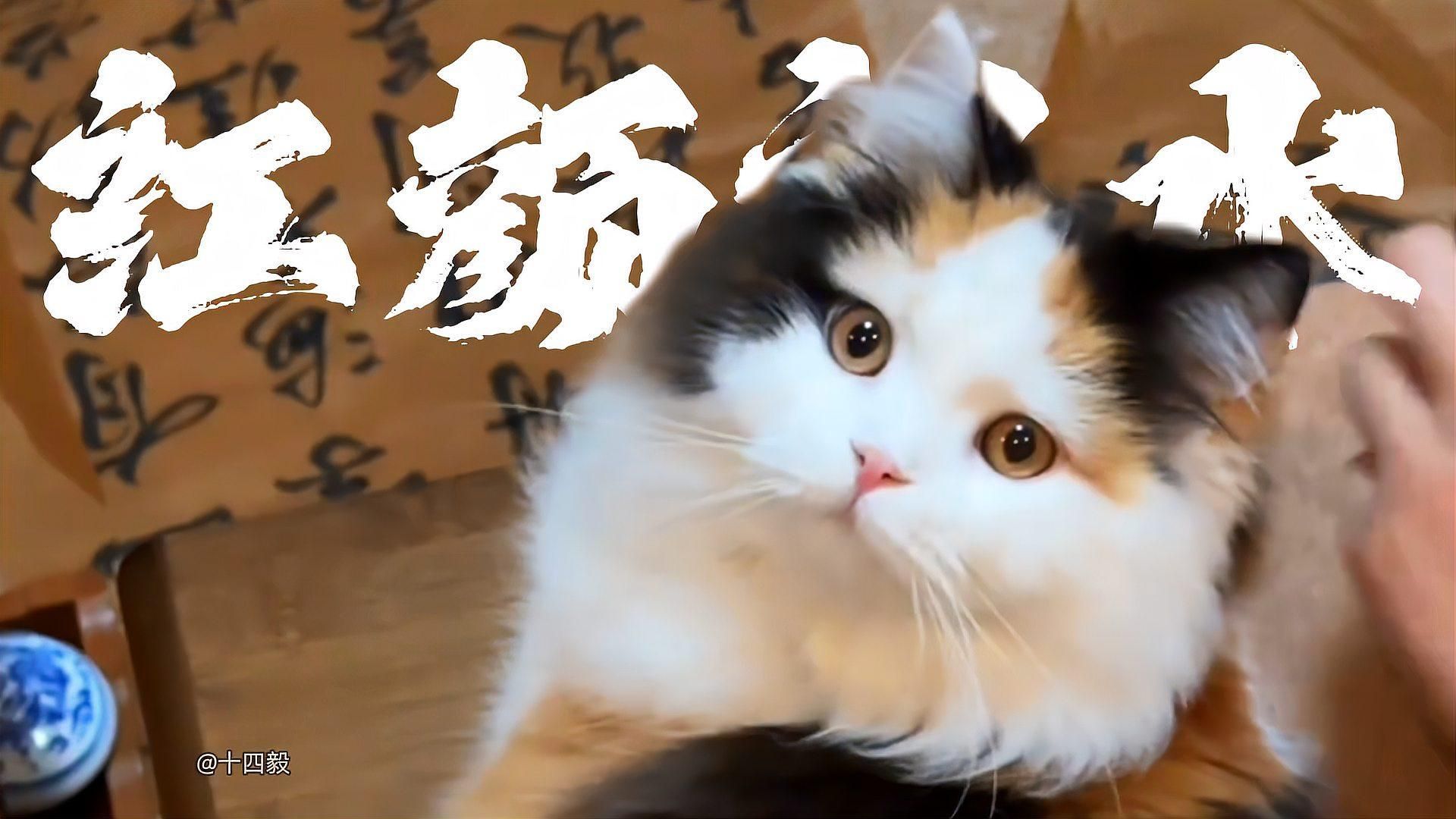 三貓旺有哪些具體表現(xiàn)，三花貓旺，民間常說的“三花貓旺家”