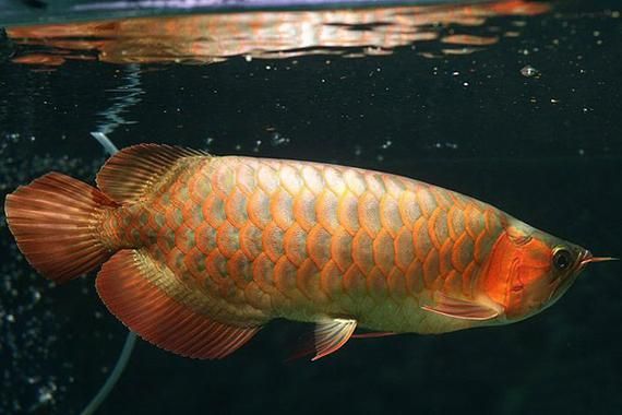 給我一些鑒別東源龍魚品相的照片示例，如何鑒別東源龍魚品相