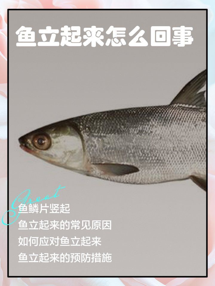 懷孕魚炸鱗有哪些癥狀，懷孕的孔雀魚出現(xiàn)炸鱗是怎么回事