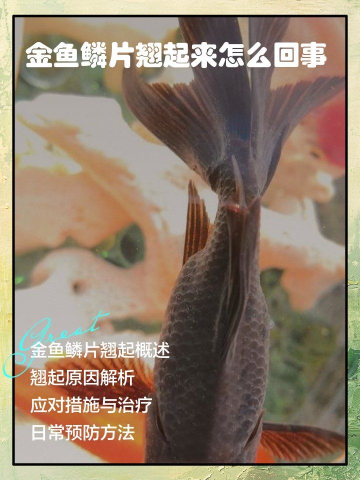 懷孕魚炸鱗有哪些癥狀，懷孕的孔雀魚出現(xiàn)炸鱗是怎么回事
