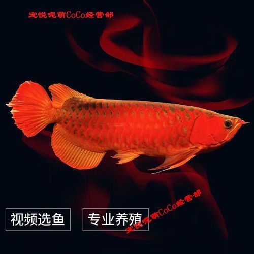號半紅龍的市場價格是多少，號半紅龍的市場價格是多少號半紅龍的市場價格是多少