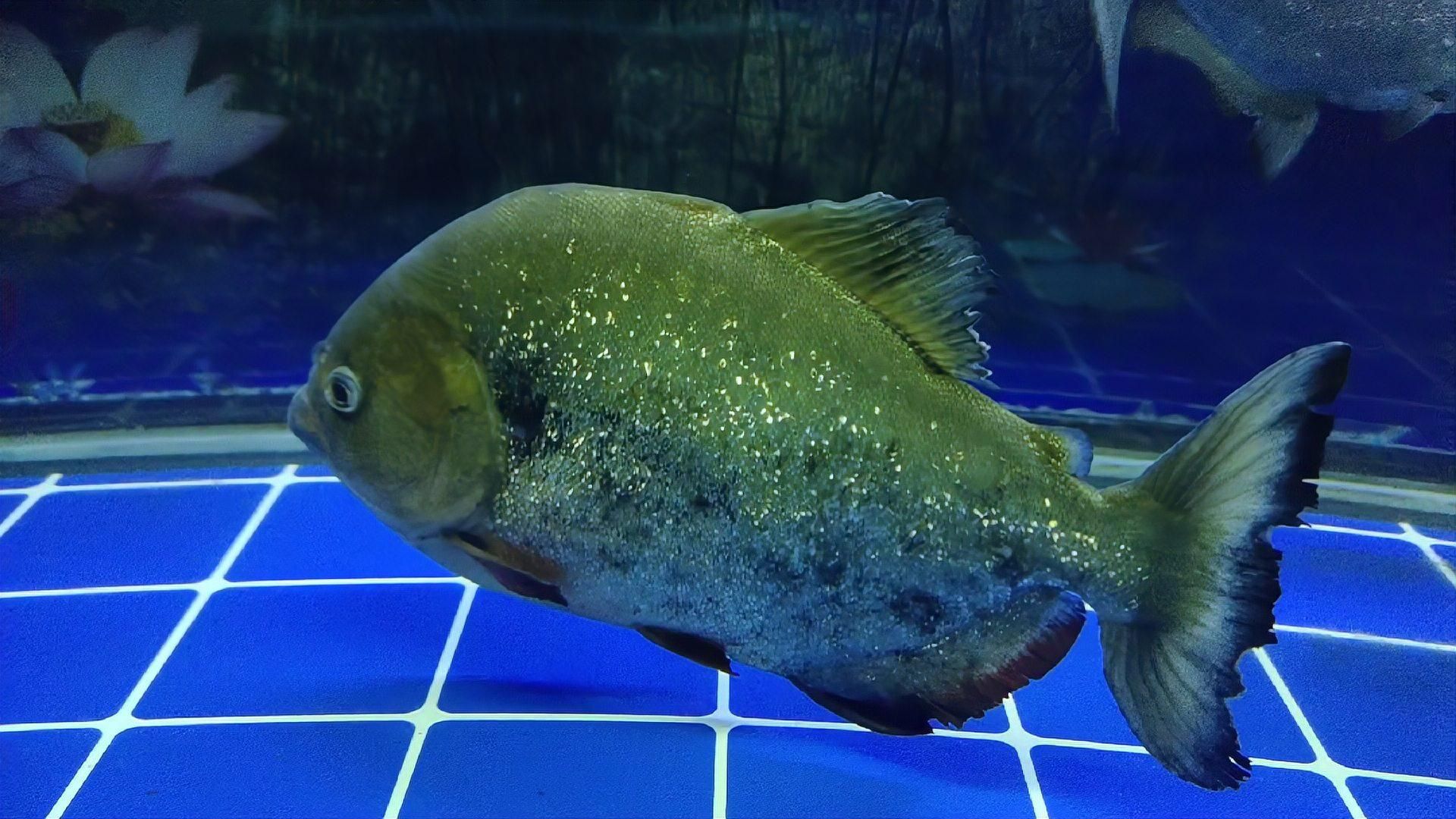 魚蒙眼期間如何保持水質(zhì)，魚蒙眼期間保持水質(zhì)是至關(guān)重要的，以下建議來幫助您