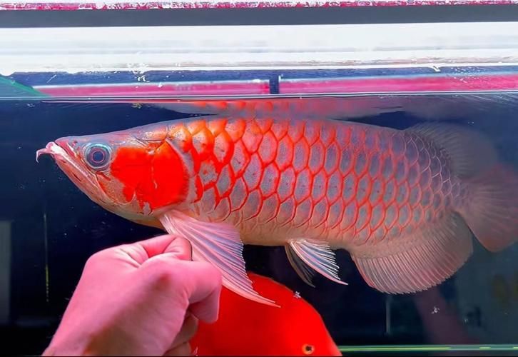 紅龍魚寬身和窄身哪個更稀有，寬身紅龍和窄身紅龍的區別