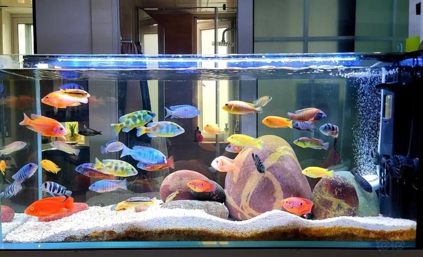 三湖慈鯛胸鰭根部發紅，三湖慈鯛胸鰭根部發紅是觀賞魚飼養中常見病理信號