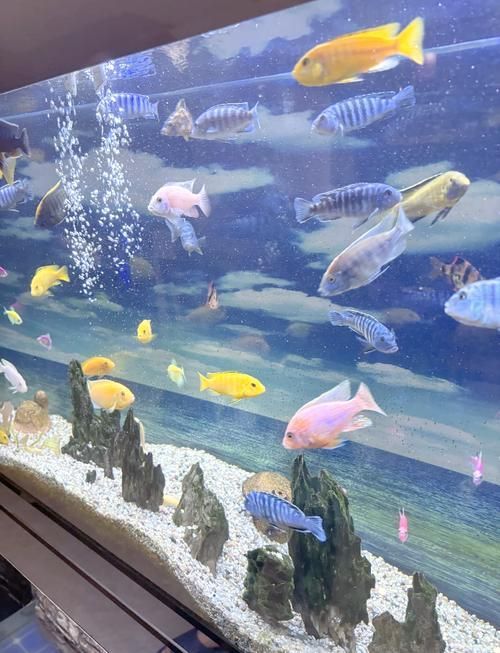 三湖慈鯛胸鰭根部發紅，三湖慈鯛胸鰭根部發紅是觀賞魚飼養中常見病理信號