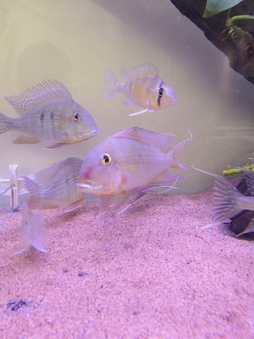 三湖慈鯛胸鰭根部發紅，三湖慈鯛胸鰭根部發紅是觀賞魚飼養中常見病理信號