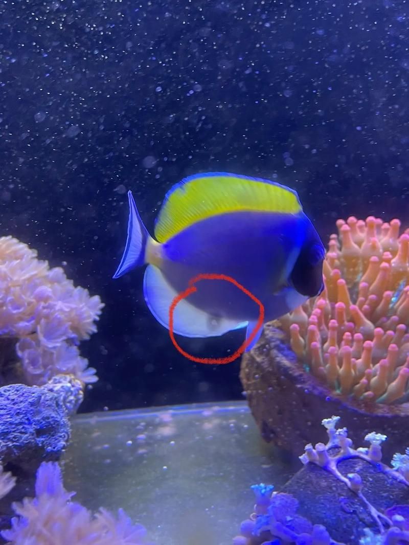 三湖慈鯛胸鰭根部發紅，三湖慈鯛胸鰭根部發紅是觀賞魚飼養中常見病理信號