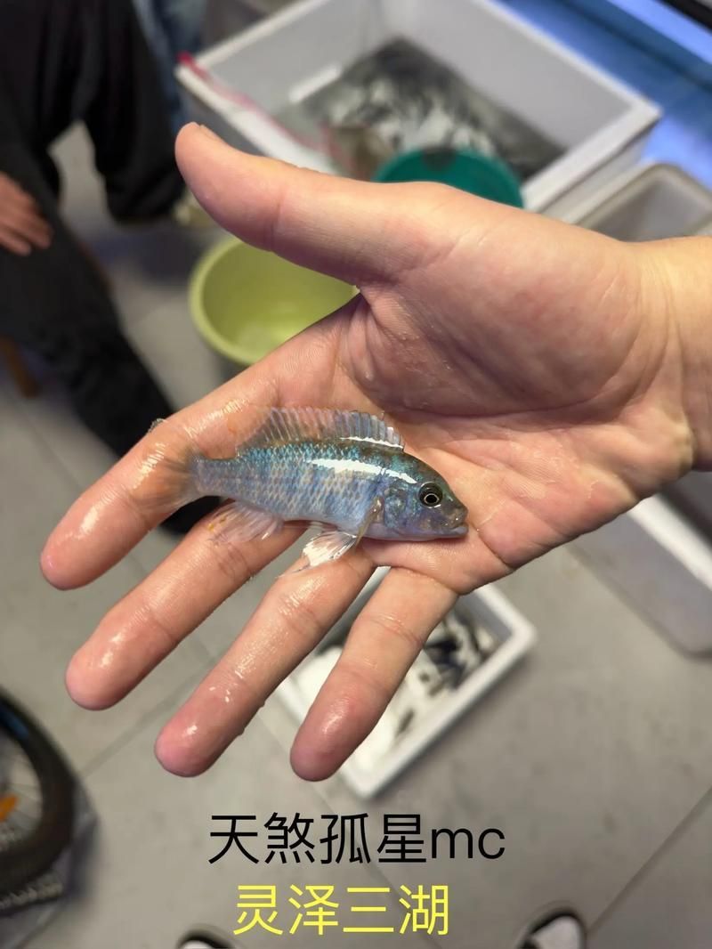 三湖慈鯛胸鰭根部發紅，三湖慈鯛胸鰭根部發紅是觀賞魚飼養中常見病理信號