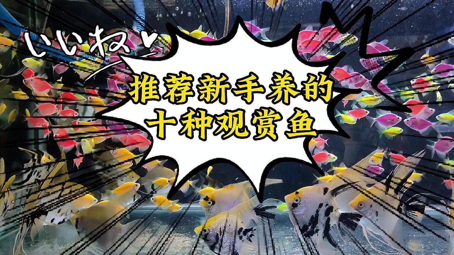 什么魚招財鎮宅又好養，風水學中養什么魚最招財？ 什么魚招財鎮宅又好養，風水學中養什么魚最招財？ 龍魚百科 第2張