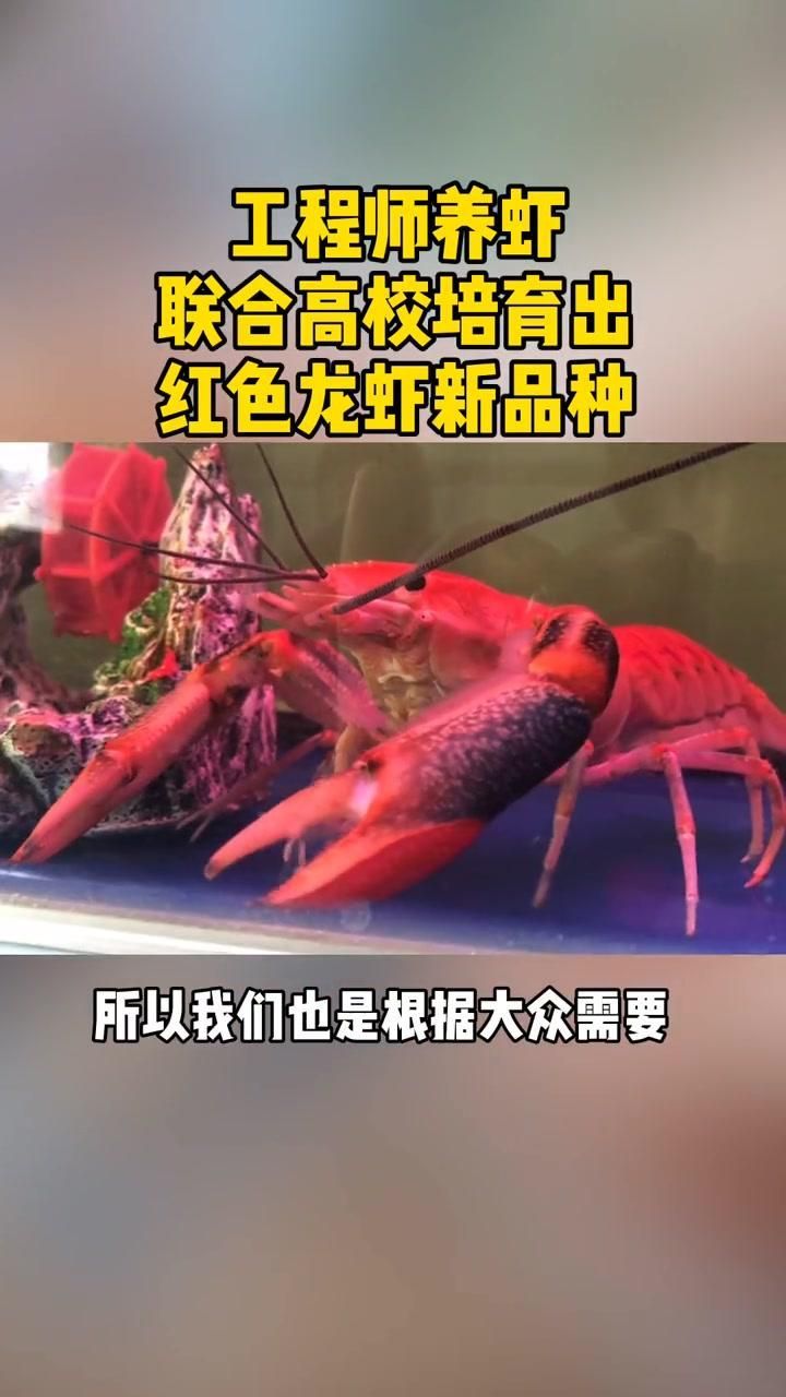 如何選擇適合紅色魚類養殖的品種，紅色魚類養殖成功的關鍵，