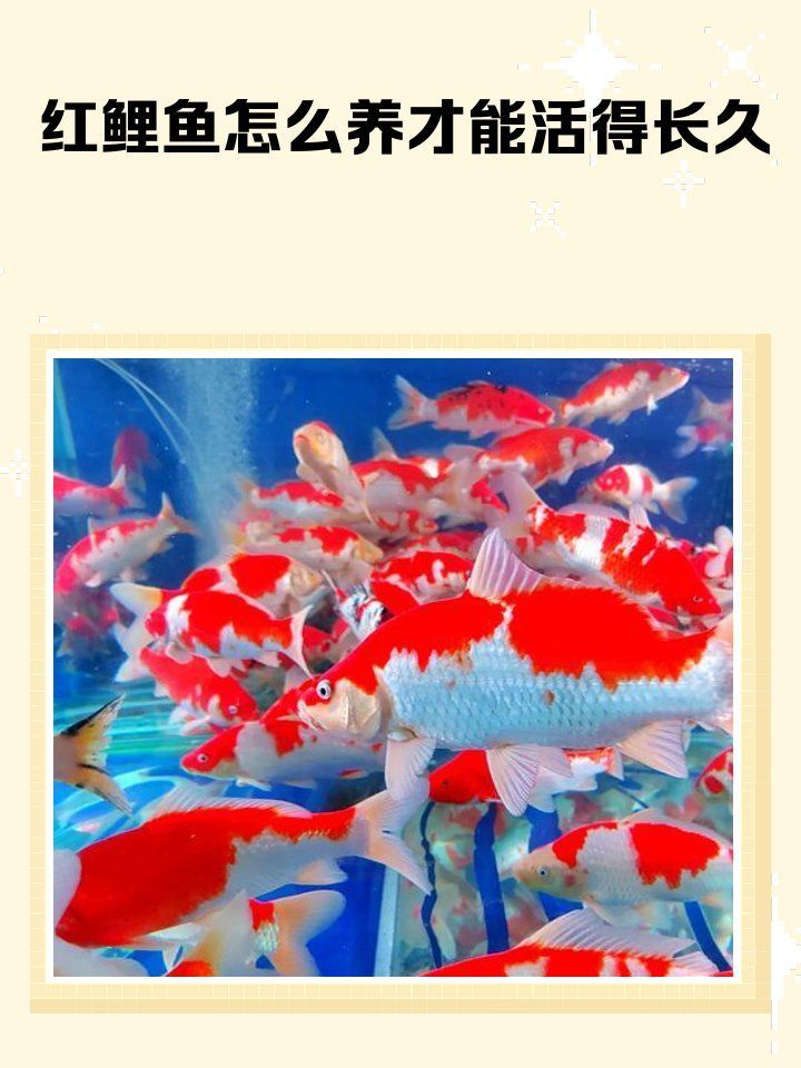 如何選擇適合紅色魚類養殖的品種，紅色魚類養殖成功的關鍵，